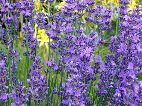 Hidcote Blue Lavender Herb 4 Perennial Plants 25 Pots Walmart