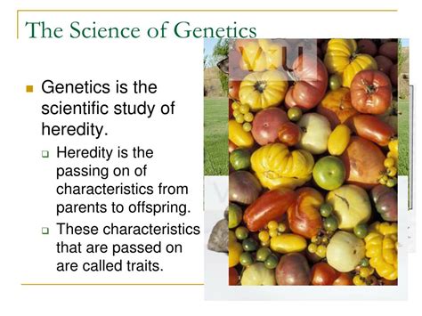 Ppt How Are Genetic Traits Inherited Powerpoint