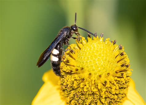 Double Banded Scoliid Wasp Arthur Steinberger Flickr