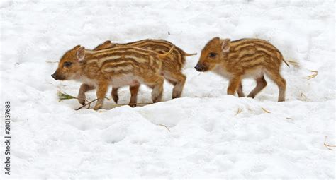 European Wild Boar Piglet With Stripes Characteristic Feature Of