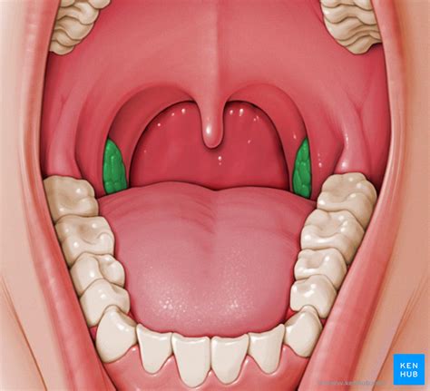 Lingual Tonsil Anatomy
