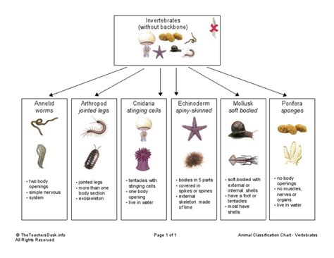 1. Characteristics and classification of organisms - Ms. Calabria