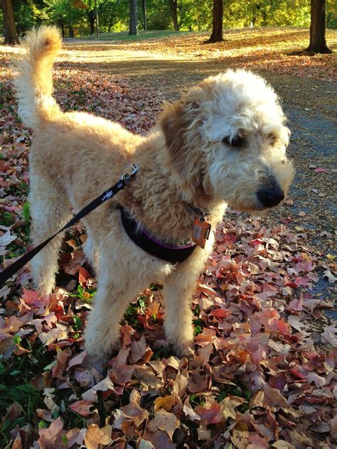 But what are they really like as family dogs? Emmy F1B Standard Goldendoodle | Goldendoodle, Standard ...