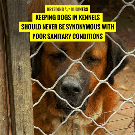 That's why we considered differentiating factors like size and portability in choosing our favorite kennels to. 7 Best Outdoor Dog Kennels — For Dog Owners, Farmers ...