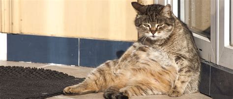 Fat Cat Study Domestic Cats Are Heavier Than They Used To Be The