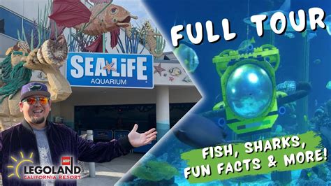 Sea Life Aquarium At Legoland California Full Tour In 4k 2023 Fish