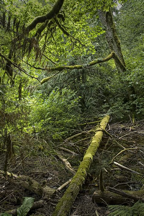 Rain Forest On Vancouver Island Photograph By Randall Nyhof Fine Art