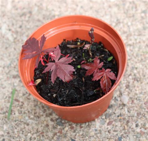 Japanese Maple Seeds Grow Your Own Maple Tree A Z Animals