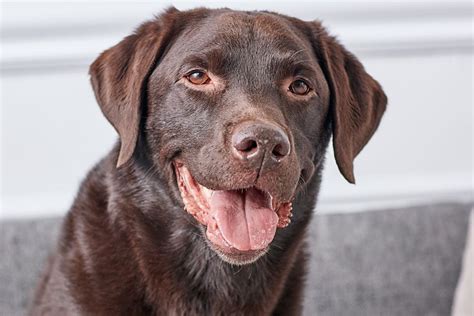 Labrador Retriever Full Profile History And Care