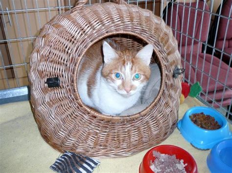 Die selbstbewusste und willensstarke katzendame ist seit januar bei uns im tierheim. Tierschutzverein Pirna u.U. e.V. - Unsere Katzen