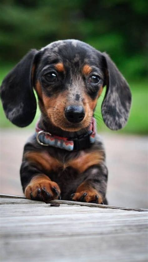 143 Best Images About Dapple Dachshunds On Pinterest I