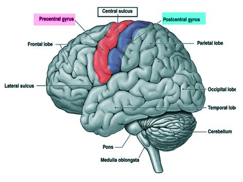 What Are The Functions Of The Precentral And Postcentral Gyrus