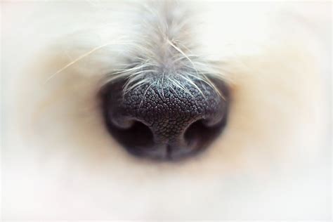 Why Do Dogs Have Slits In Their Nose