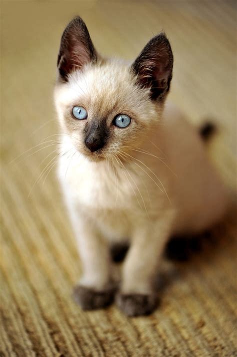 314 Best Siamese My Favorite Cat Images On Pinterest Kitty Cats