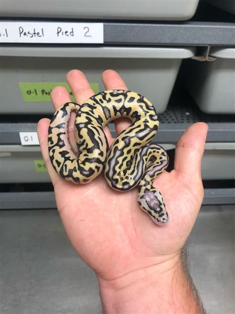 If the snake is healthy, improve your ball python handling technique. Vanilla Pastel Puzzle! - Ball Pythons - MorphMarket ...