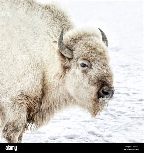 Sacred White Bison Hi Res Stock Photography And Images Alamy