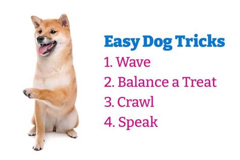 4 Crazy Cool And Easy Dog Tricks My Dogs Name