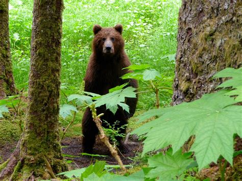 Afognak Wilderness Lodge Wilderness Lodge Brown Bear Travel Animals