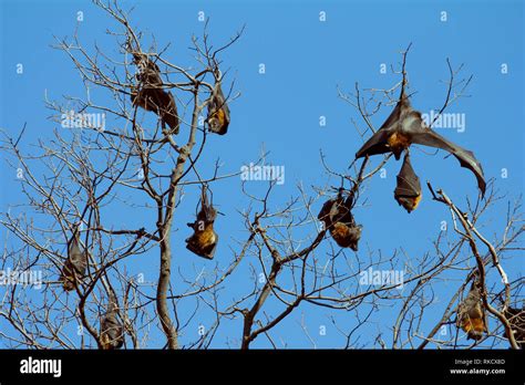 Black Flying Fox Bat Australia Stock Photo Alamy