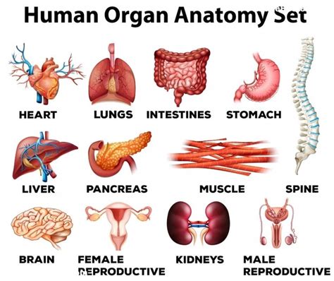 Human Organ Anatomy Set Poster Idf91178569 Human Body Organs Human