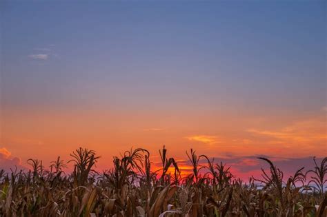 Premium Photo The Sunset On The Corn Field