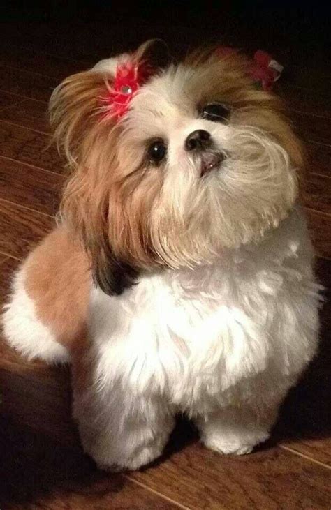 Shih tzu is miniature in size but is very big in spirit. Pin on Portraits of Dogs