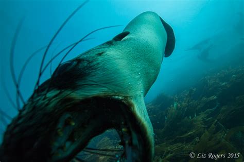 Sea Lion Teeth Inspection Liz Rogers Photography