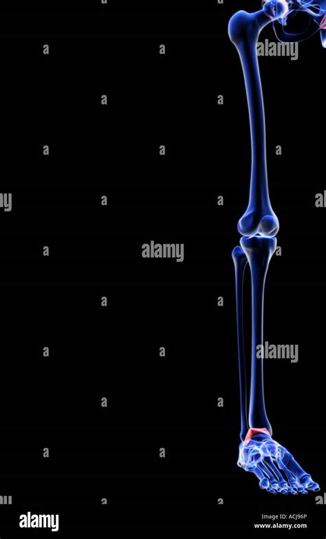 The Bones Of The Lower Limb Stock Photo Alamy