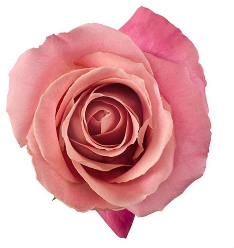 Hermosa Standard Rose Roses Flowers By Category Rose Varieties