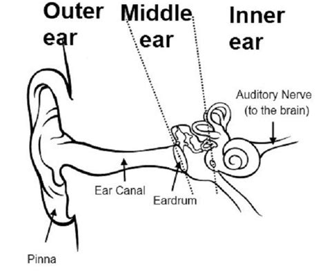 Pin By Warrior On Listen To Me Ear Diagram Human Ear Diagram Human