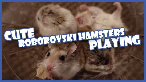 Roborovski Dwarf Hamsters Playing Together Youtube