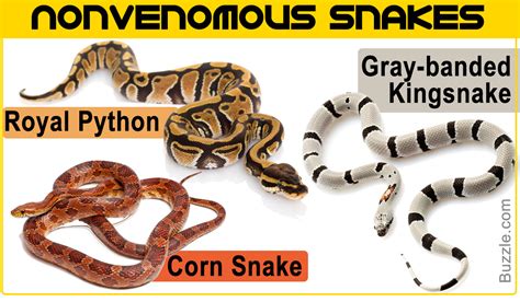 An Incredible List Of Nonvenomous Snakes With Pictures Animal Sake