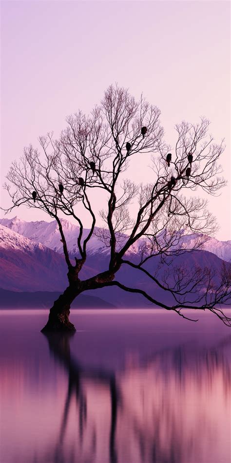 Download 1080x2160 Wallpaper Tree Lake Reflections Violet Sunset