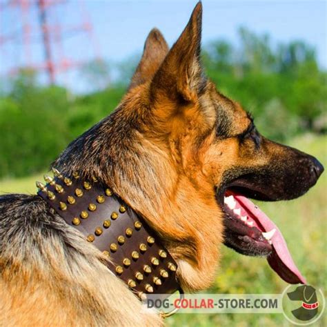 Buy Wide Leather German Shepherd Collar 5 Rows Of Spikes