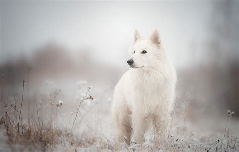 Wallpaper White German Shepherd Dog Landscape Animals 1332x850