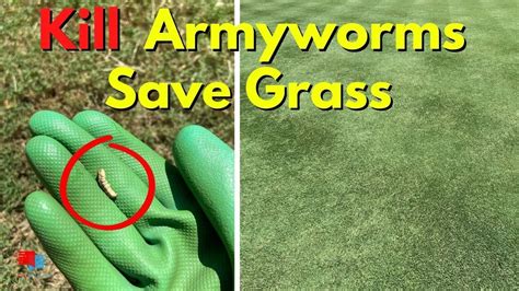 Kill Armyworms Fast And Prevent Future Insect Damage Youtube