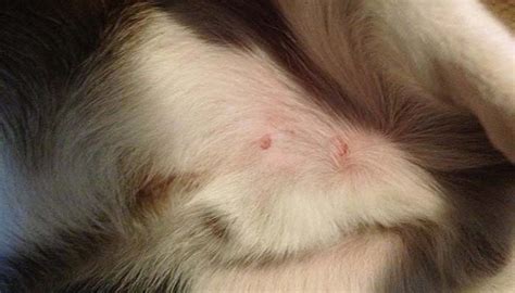 Fleas from cats and dogs often bite below the knee, commonly around the ankles. Wolf Spider Bite: Pictures, Symptoms, What It Looks Like ...