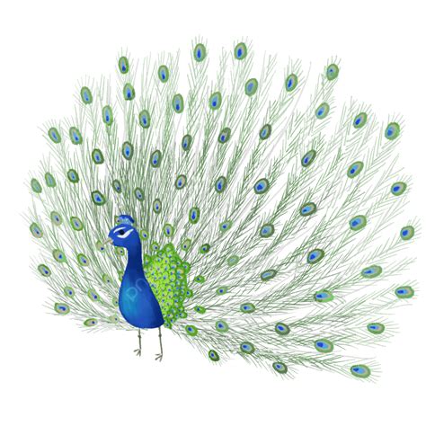 Hand Painted Peacock Png Picture Fantasy Peacock Hand Painted