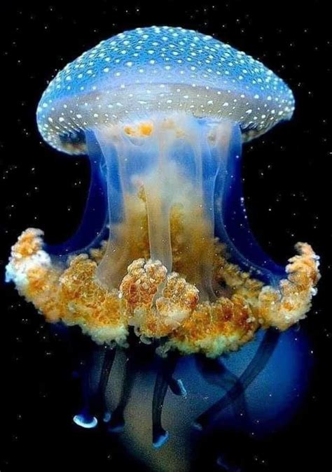Pin By Tom Gronwall On Sea Life In 2021 Deep Sea Creatures Ocean