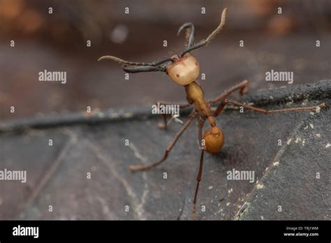 Army Ants Eciton Burchellii Swarm Across The Forest Floor Large