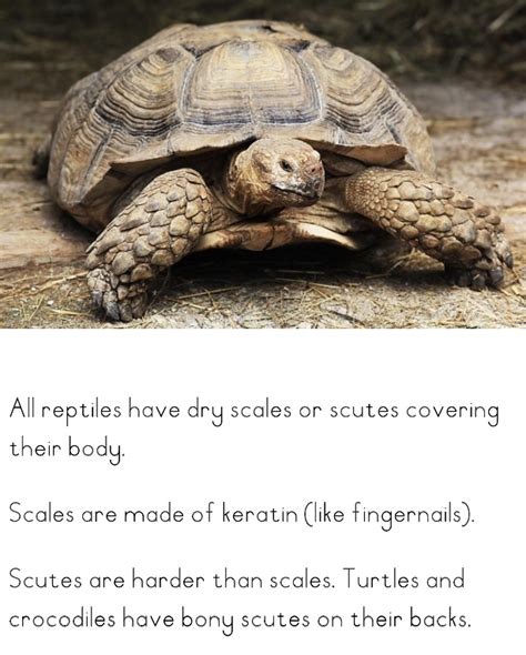 Characteristics of Reptiles - Quality Educational Material | Kid-ease