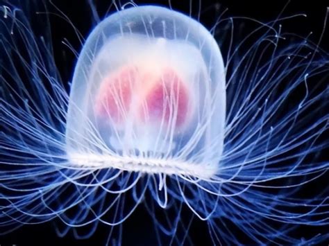 Immortal Jellyfish Genes May Aid In Stopping Aging Malevus