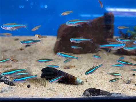 The Ultimate Neon Tetra Care Guide For Vibrant Aquariums
