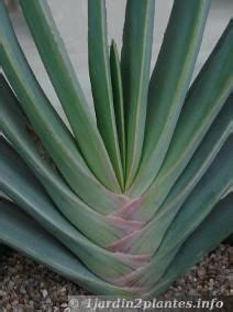 Les plantes succulentes, appelées aussi « plantes grasses », ont cette seulement, les cactus et l'aloe vera ne font pas partie de la même famille, et certains cactus ne sont même pas des plantes succulentes (voir le paragraphe « cactus ou plante. Aloe vera, plante médicinale incontournable | Aloes ...