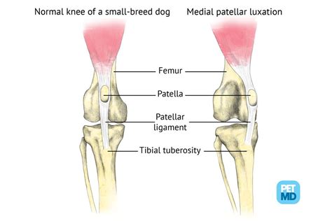 Patellar Luxation Occurs When The Dogs Kneecap Patella Is Dislocated
