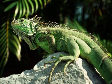 Iguana Wallpapers Wallpaper Cave