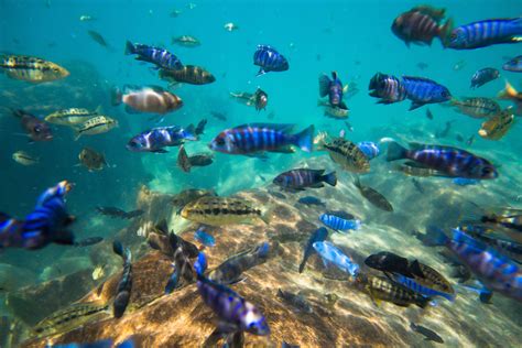 Still Water Animals - Biology Online Tutorial