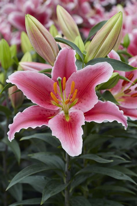 Lilium Oriental Hybrids Romance Pink — Thinkplants