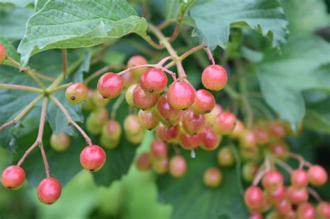 Viburnum Berry Berries Free Photo On Pixabay Pixabay