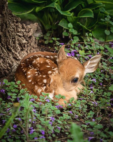 Cute Baby Deer Photograph Spotted Fawn Photo Baby Animals Etsy